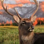  Oh Deer, I Think I'm Lost