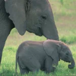  Mother And Baby