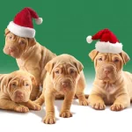  Cute Christmas