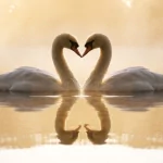  Special Love