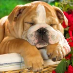  Sleeping It Off