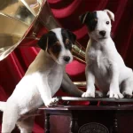  Puppy's