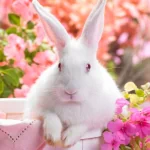  White Rabbit