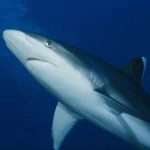  White Tip Reef Shark