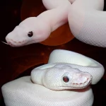  Albino Python's 