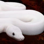  Albino Python