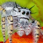  Alien Spider