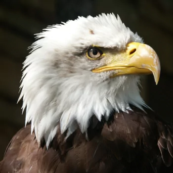 bird of prey beak bird bald eagle Animal PFP