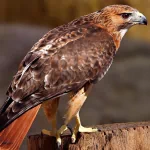 Animal hawk PFP