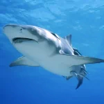 Animal shark PFP