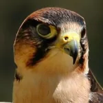 Animal hawk PFP
