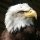 Beak