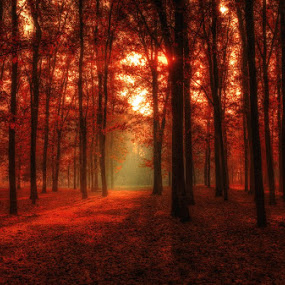 Autumn forest by András Pásztor