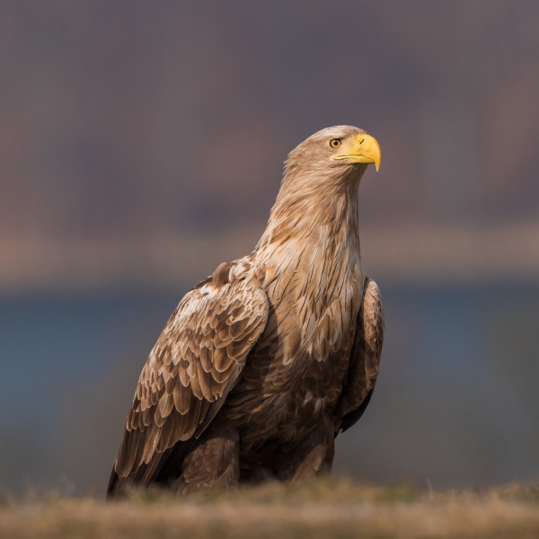 Golden Eagle Pfp by Anke Kneifel