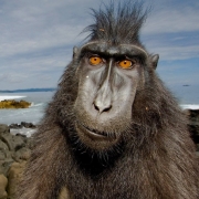 Crested black macaque Pfp