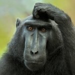 Download Animal Monkey PFP