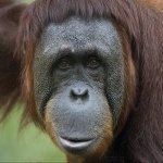 Download Animal Monkey PFP