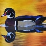 Download Animal Duck PFP