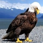 Download Animal Eagle PFP
