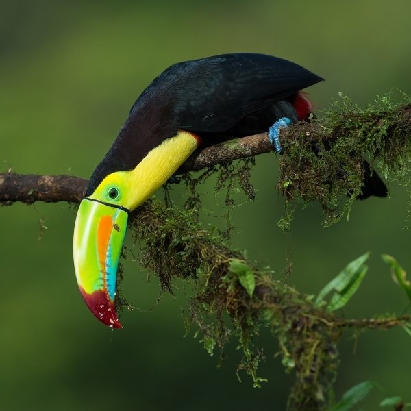 Toucan Forum Avatar | Profile Photo - ID: 116432 - Avatar Abyss