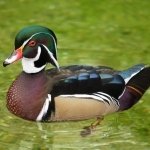Download Duck Animal PFP