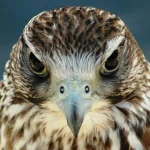 Animal hawk PFP