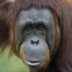  Orangutan