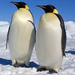  Antarctic Penguins