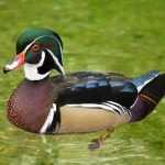 duck Animal PFP