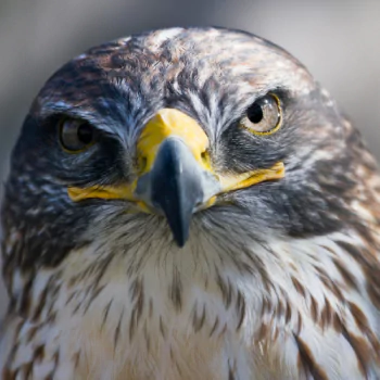 Animal falcon PFP