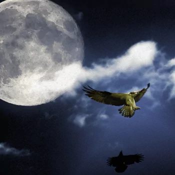 Animal falcon PFP