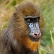 monkey mandrill Animal PFP