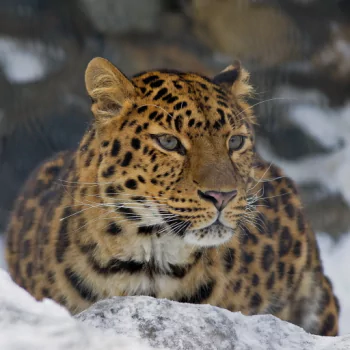leopard Animal PFP