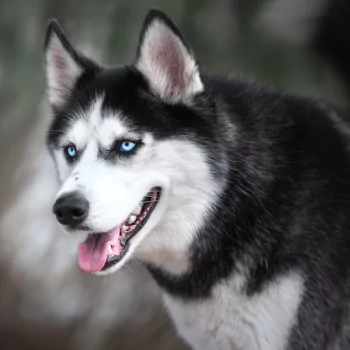 depth of field dog husky Animal PFP