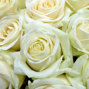 White Roses
