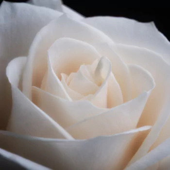  Close Up of a White Rose