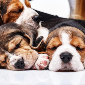 Animal beagle PFP