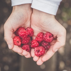 Raspberry in the hands by Annie Spratt