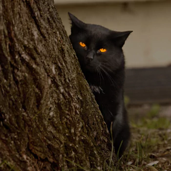 cat wood yellow eyes Animal PFP