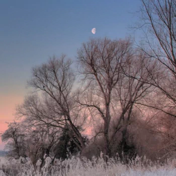 nature winter PFP
