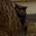 yellow eyes