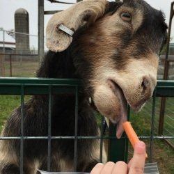 Download Tongue Goat Animal PFP
