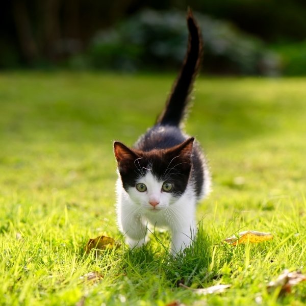 Download Sunny Cat Kitten Grass Animal PFP