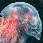 Download Sci Fi Creature PFP