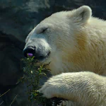 bear polar bear Animal PFP