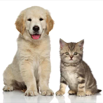  Golden Retriever Puppy and Kitten
