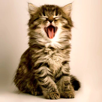  Adorable Kitten