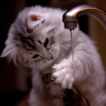 paw cat kitten Animal PFP