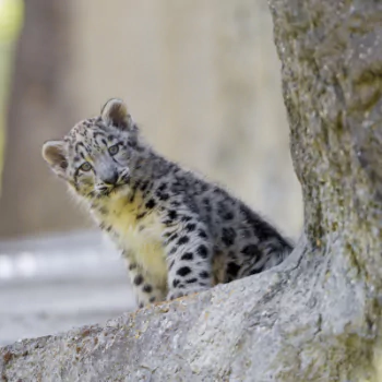 baby animal cub snow leopard Animal PFP