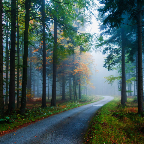 Forest Road on Misty Morning